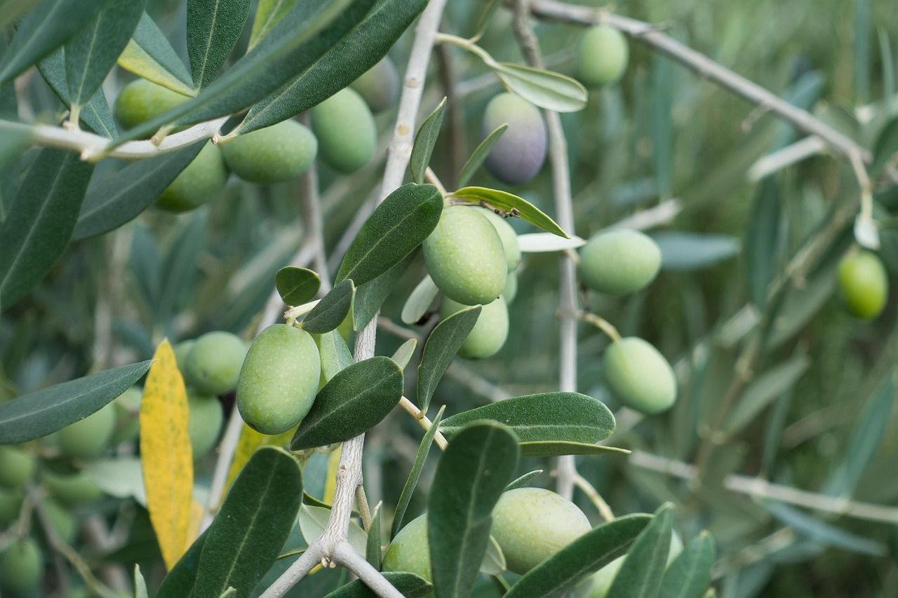olive olive tree fruit nature plant olive branch growth tree branch green oil fruit leaves olive olive tree olive tree olive tree olive tree olive tree