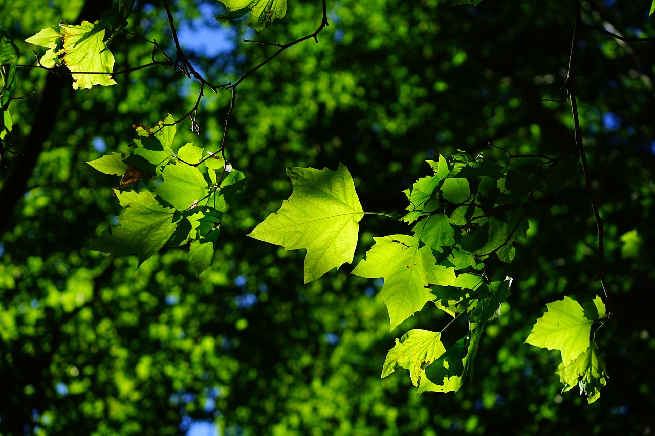 sycamore  leaves  tree  branches  foliage  sycamore tree  sycamore leaves  green leaves  green foliage  green  bright  platanen leaves  nature  flora  sycamore  sycamore  sycamore  sycamore  sycamore  leaves  tree  sycamore tree  sycamore tree  green leaves  green leaves  green leaves  green  green  green  green