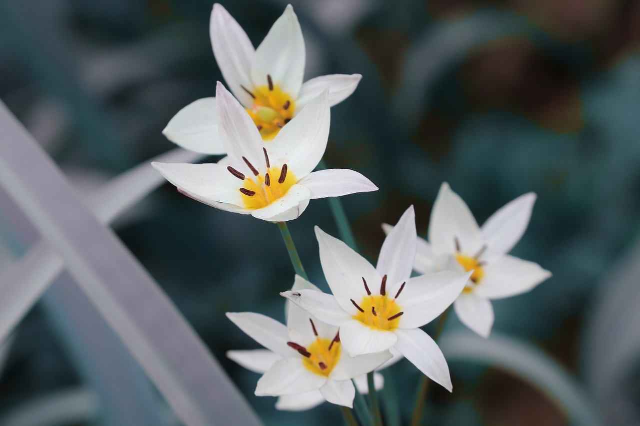 wild tulip  nature  tulipa sylvestris  vineyard tulip  forest-tulip  blossoms  white  spring  petals  tulip blossom  wild  outdoors  tulip  stamens  forest