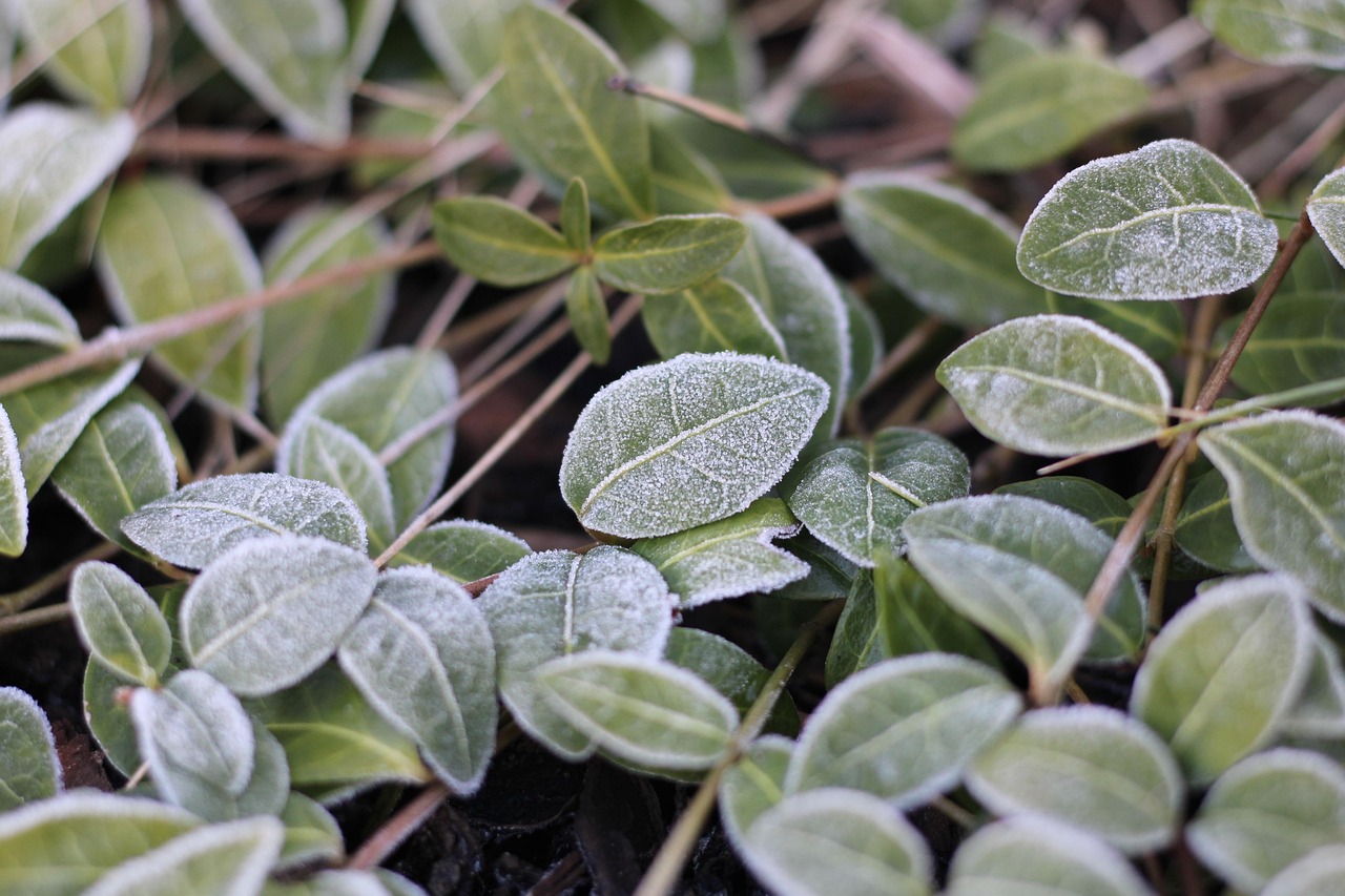 leaves macro frost garden plant nature botany foliage growth frost frost frost frost frost
