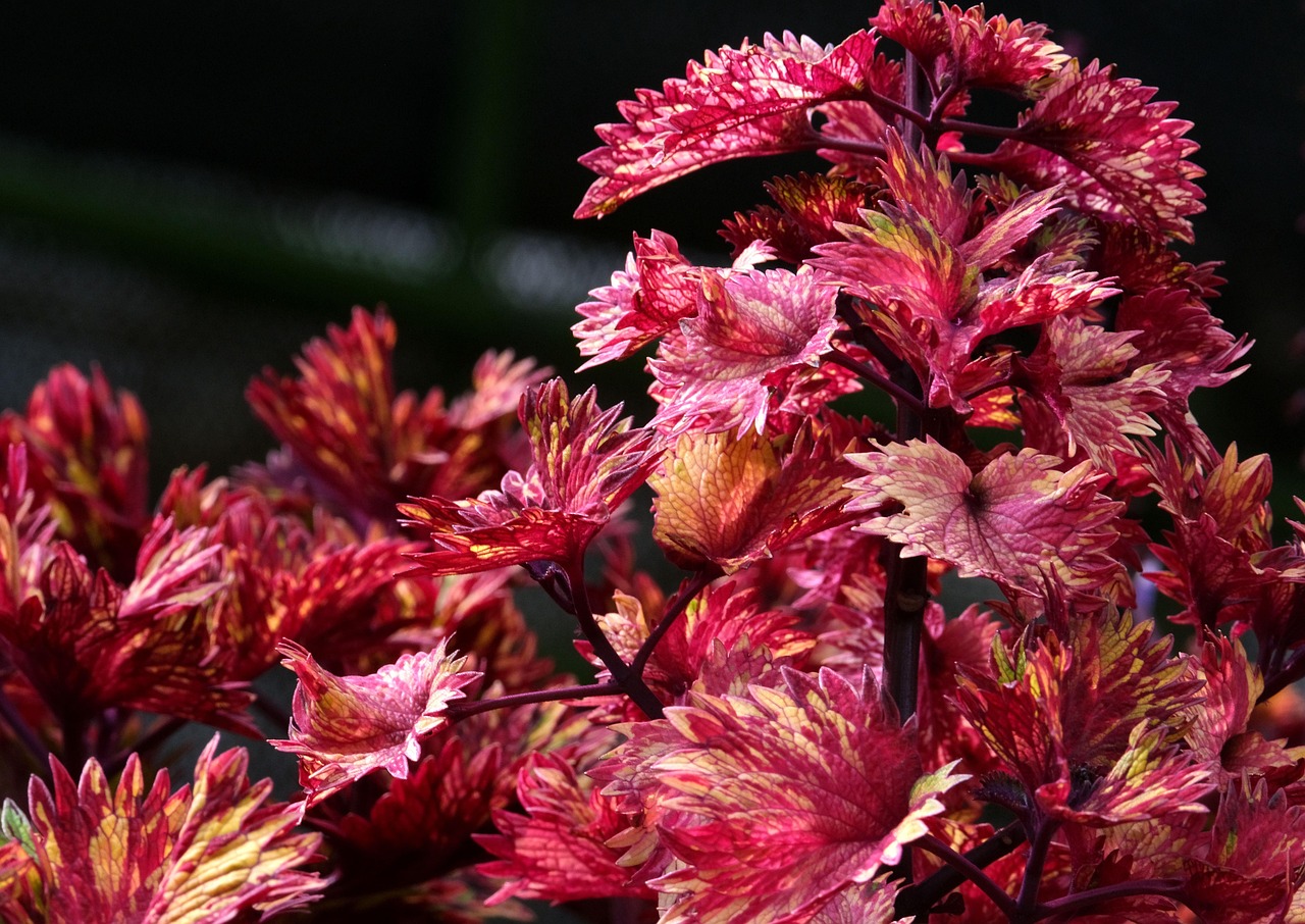 nature coleus leaves botany plant foliage growth nature nature nature nature nature coleus