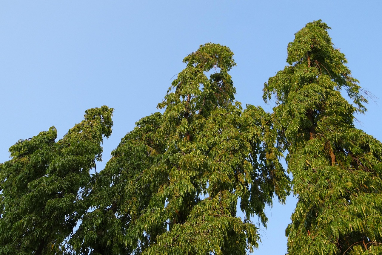 polyalthia longifolia  tree  false ashoka  the buddha tree  indian mast tree  indian fir tree  ashoka  devadaru  debdaru  nature  asopalav  kittur  india