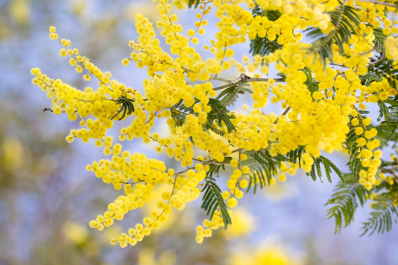 silver wattle beautiful flowers acacia dealbata flowers wattle bloom blossom spring flowering flora plant tree yellow flowers flower wallpaper flower background nature australian