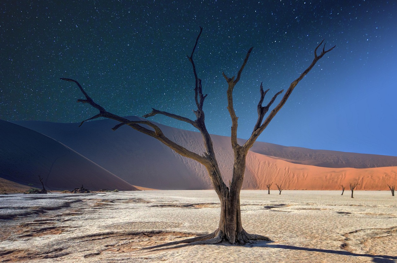 namibia  deadvlei  panorama  acacia  landscape  africa  tree  dune  sand  desert  nature  dry  travel  day  night  namibia  namibia  africa  africa  africa  desert  desert  desert  desert  desert