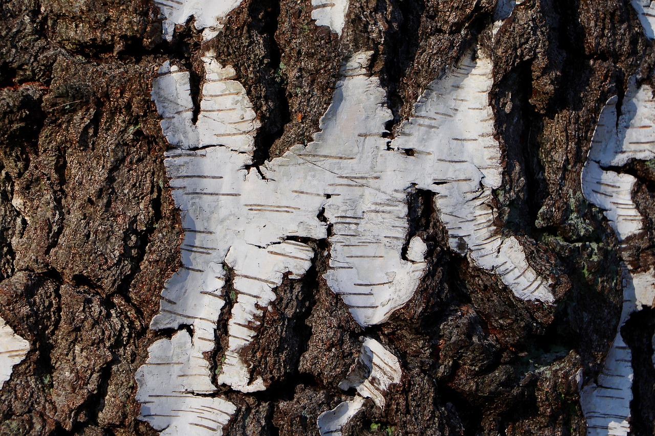 birch bark  sugar birch  tree bark  bark  nature  birch  structure  texture  tree