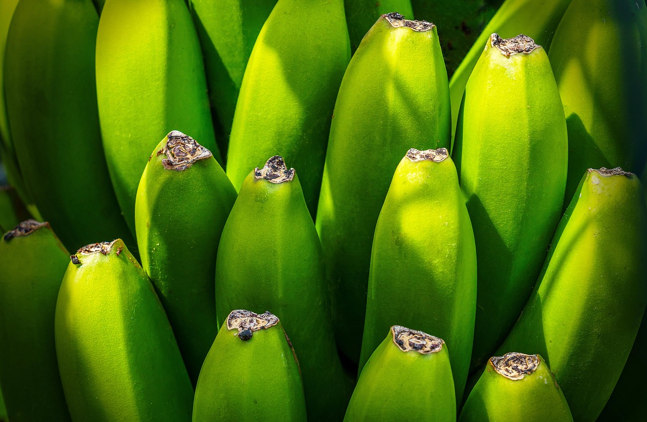 banana tree  fruit  nourishment  green  yellow  group  shrub  canary islands  export  health  details  close up  fruit  fruit  green  group  health  health  health  health  health