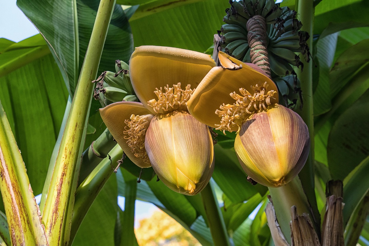 banana flower banana tree banana plant green banana exotic nature blossom bloom banana flower banana flower banana tree banana tree banana tree banana tree banana tree banana