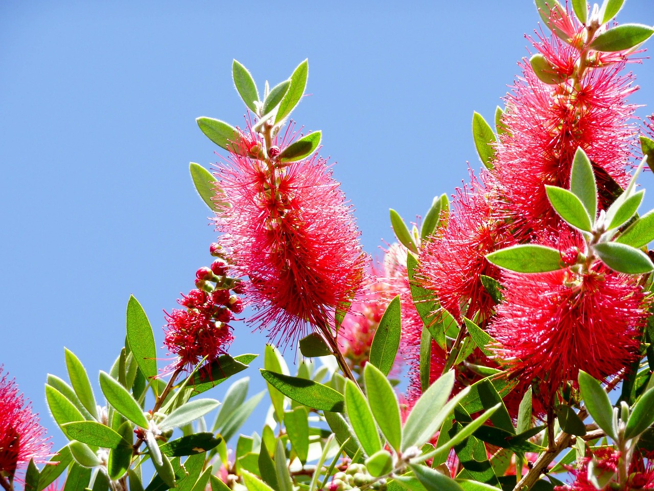 callistemon australian bottlebrush garden flora nature red