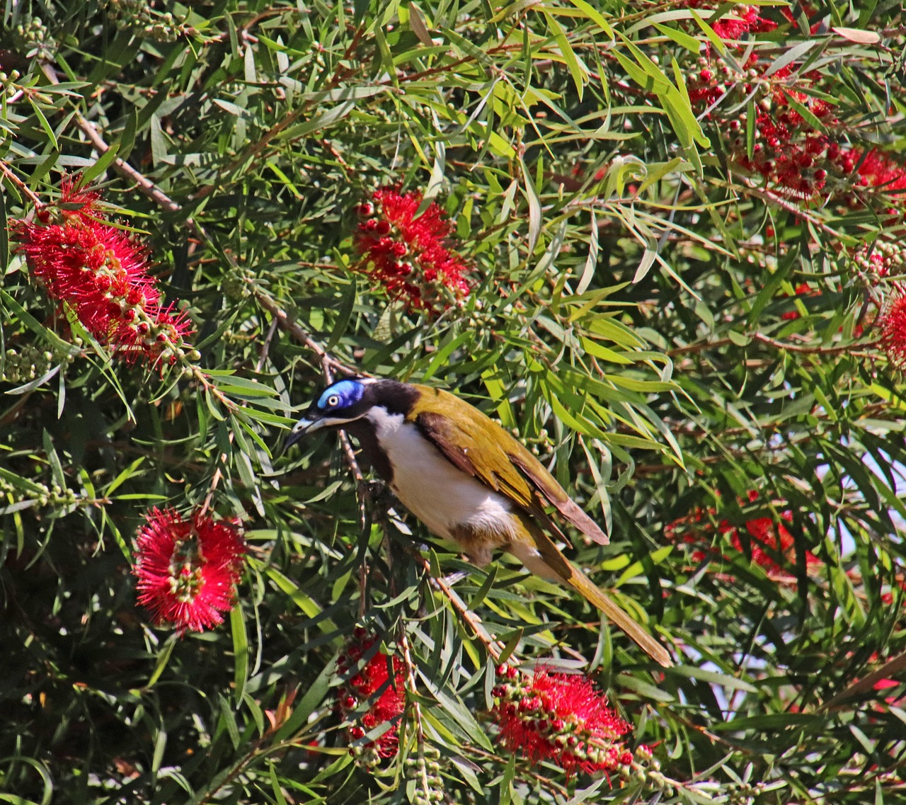bird  blue faced honeyeater  australian  wildlife  bottlebrush  tree  garden  nature  bottlebrush  bottlebrush  bottlebrush  bottlebrush  bottlebrush