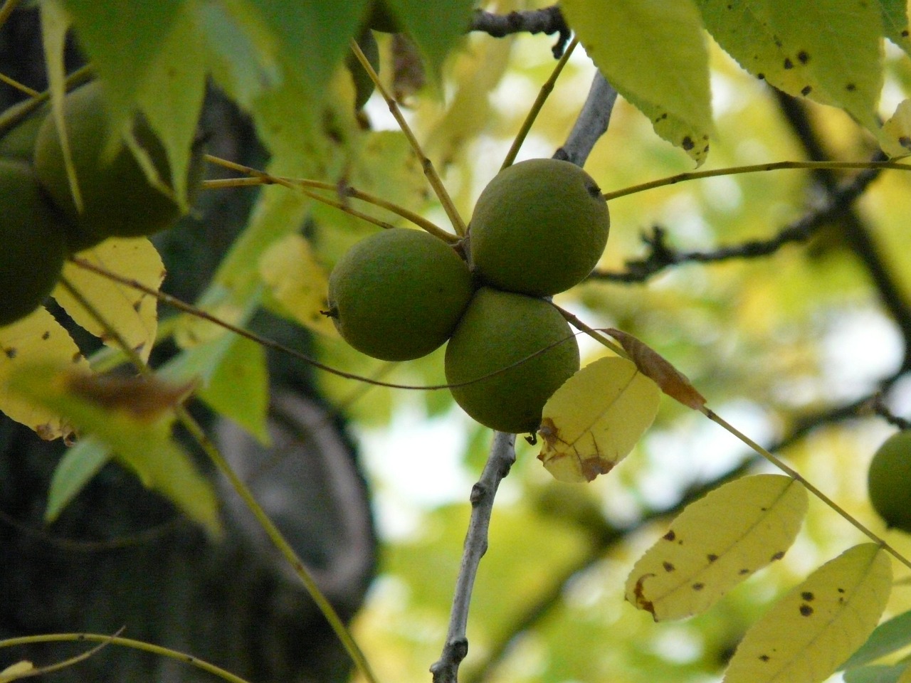 fruit black walnut tree park tree juglans nigra walnut-like walnut family juglansaceae timber edible nature ornamental tree
