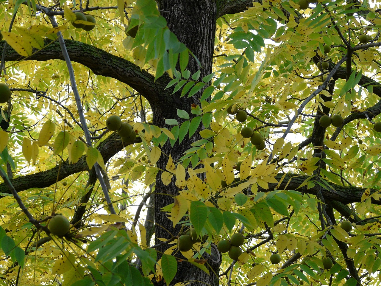 black walnut  tree  park tree  juglans nigra  walnut-like  walnut family  juglandaceae  timber  fruit  nature  edible  ornamental tree