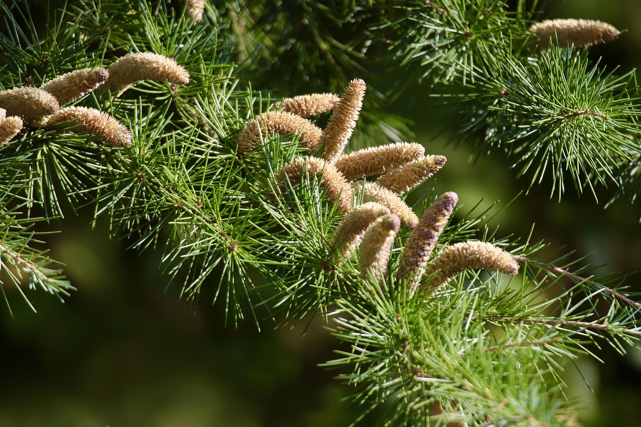 cedar  cedar cone  cedar needles  tree  cedrus  pine family  conifer  nature  branch  green