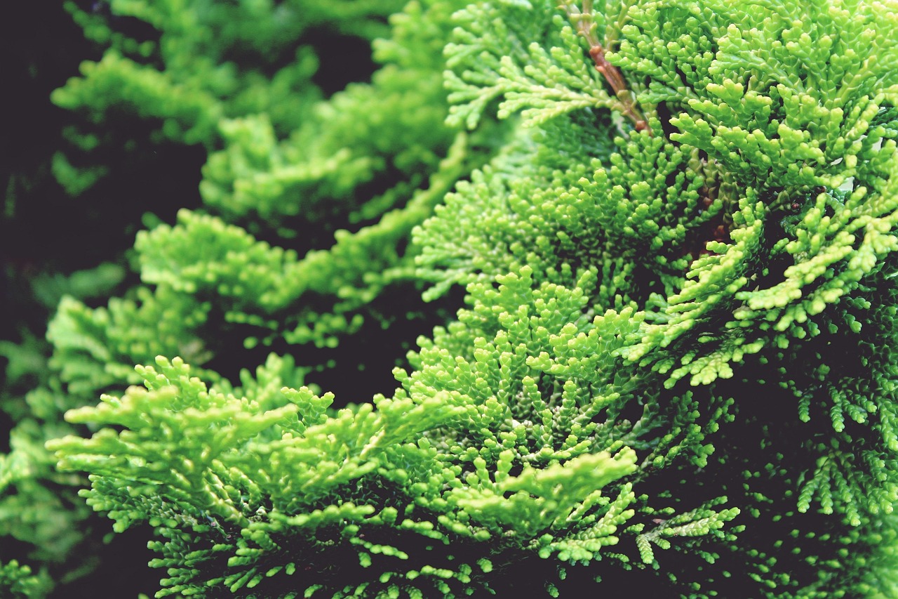 hinoki cypress  cypress  cypress tree  tree  green  plant  nature  garden  chamaecyparis obtusa  hinoky cypress  shell-cypress  evergreen  scaly  flora  close up  hinoki cypress  cypress  cypress  cypress  cypress  cypress  cypress tree