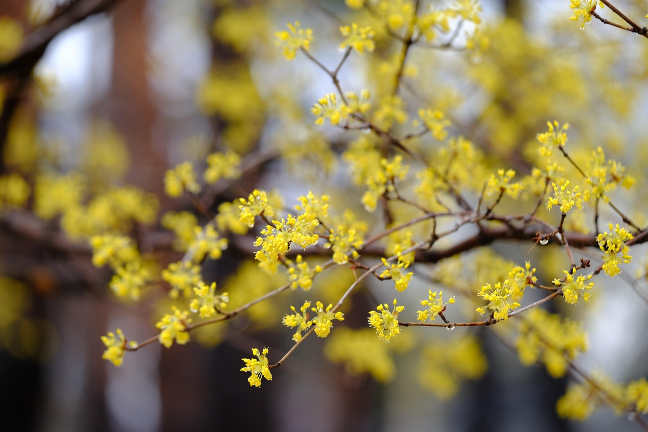 cornelian cherry beautiful flowers flowers branches spring tree flower background flower wallpaper yellow flowers bloom blossom nature