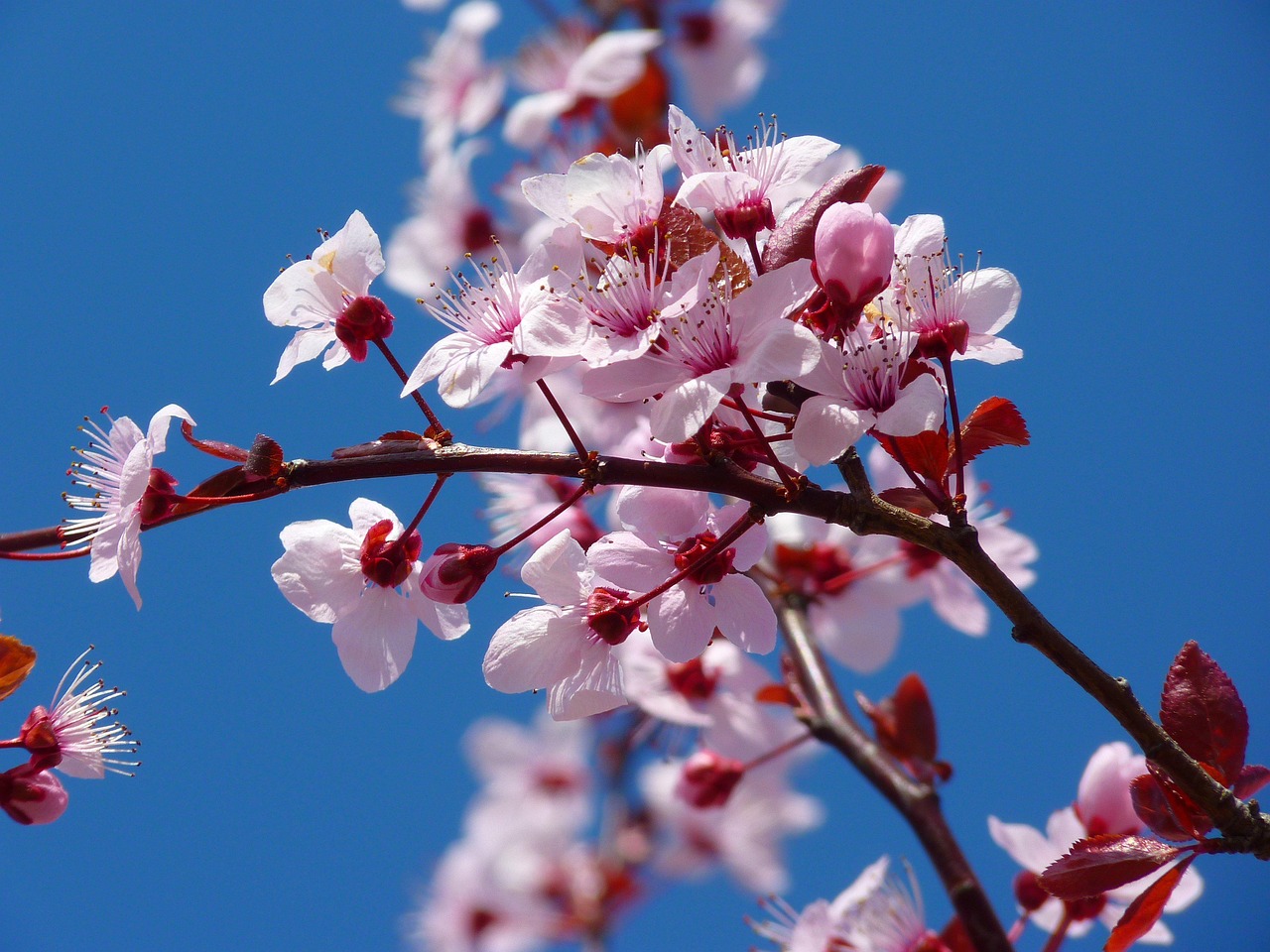 tree flowers cherry blossom flower background japanese cherry tree pink flowers branch bloom blossom flowering plant ornamental plant plant beautiful flowers flora nature flower wallpaper closeup