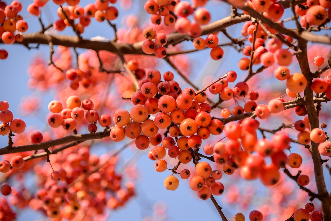 winter apple fruits tree crabapple branch plant nature