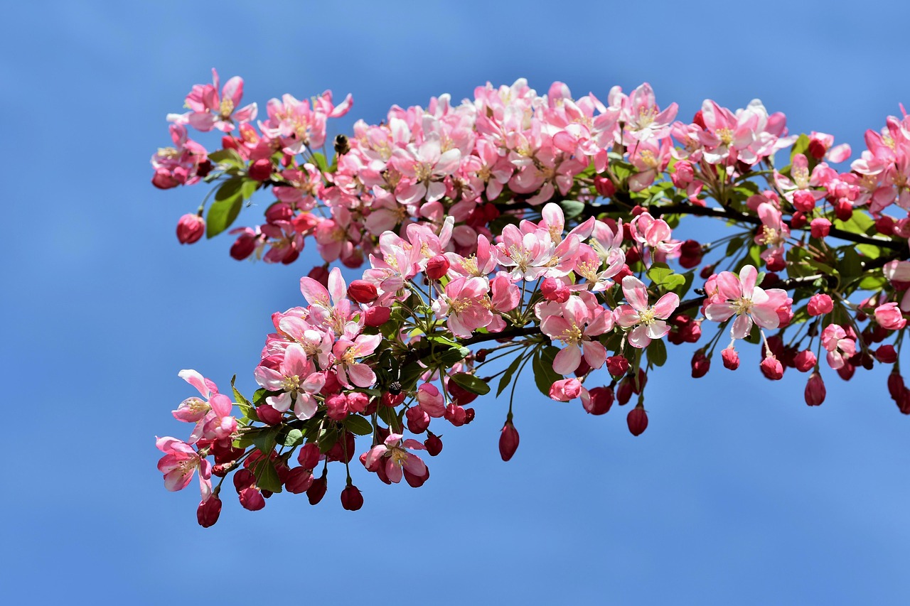 crabapple tree  embellishment  ornamental fruit  wild apples  blossoms  tree blossoms  tree  branch  garden  nature  crabapple tree  crabapple tree  crabapple tree  crabapple tree  crabapple tree  wild apples  nature