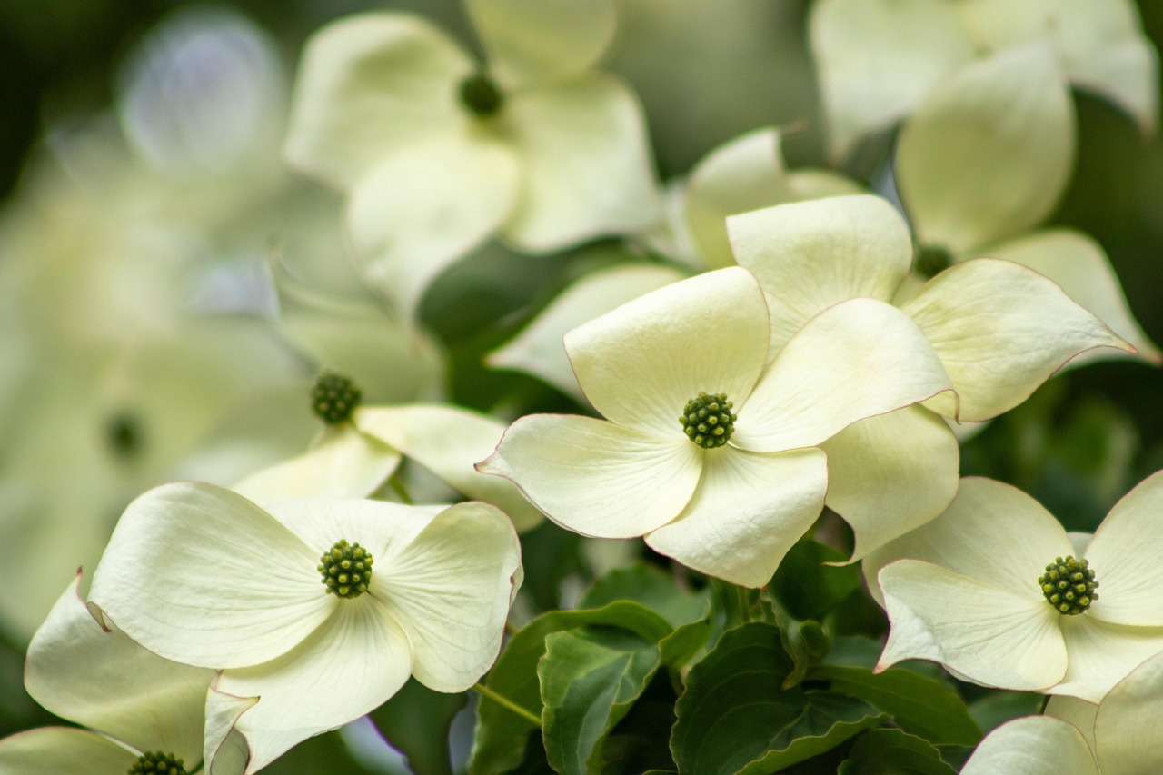 dogwood flowers flower wallpaper tree petals blossom flower background bloom beautiful flowers nature closeup