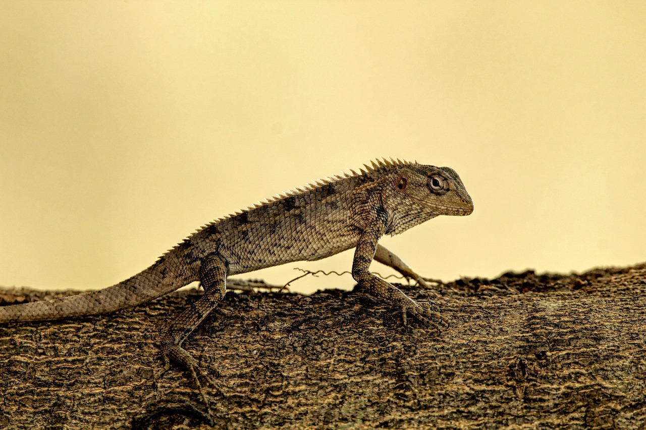 lizard nature reptile scales garden lizard animal wildlife jungle dragon outdoors dangerous
