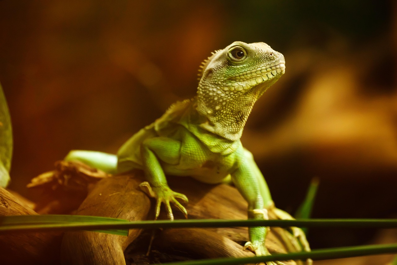 lizard  animal  nature  zoo  chinese water dragon  asian water dragon  thai water dragon  green water dragon  reptile  wildlife  fauna  wilderness