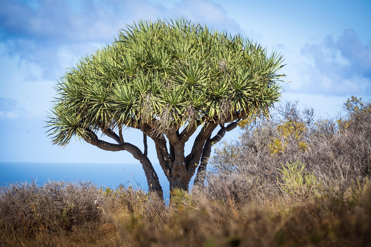 dragon tree dracaena draco canary islands dragon tree la palma canary islands nature dragon tree dragon tree dragon tree dragon tree dragon tree dracaena draco dracaena draco la palma