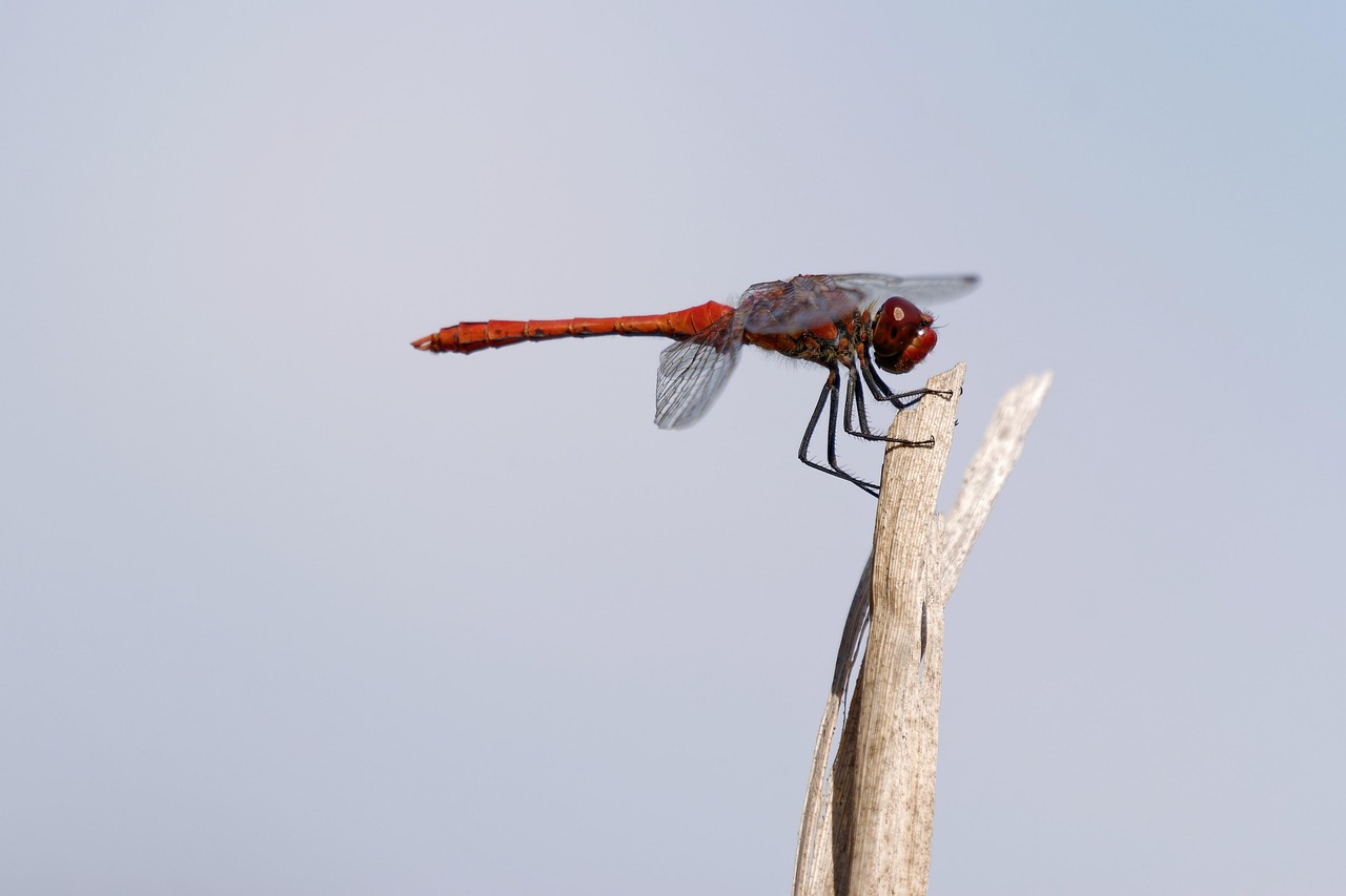 dragon-fly insect plant nature entomology close insect nature nature nature nature nature