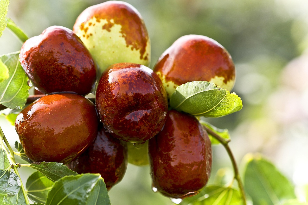 red dates food green date date tree ripe fruit tree juicy fruit healthy bumper harvest red dates red dates red dates red dates red dates