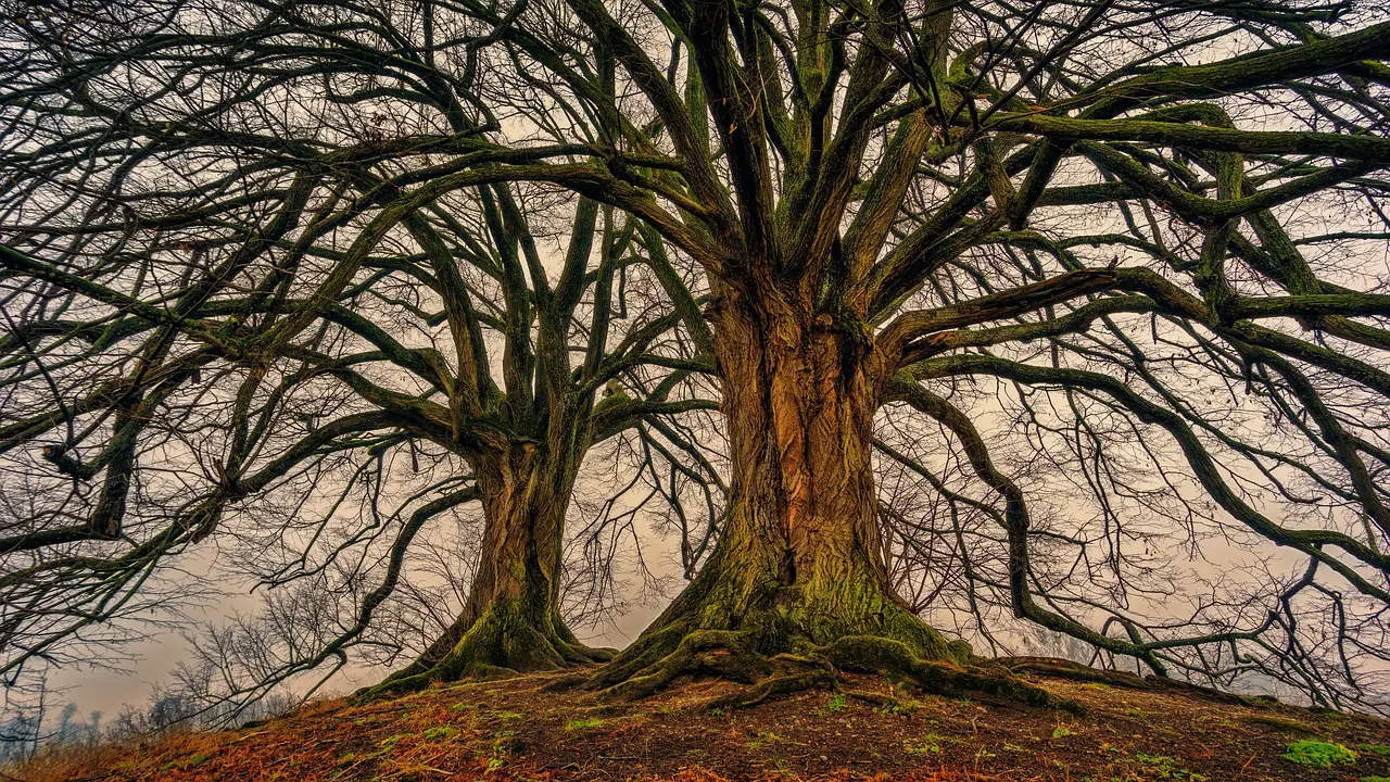 tree nature wood beautiful nature bare tree tribe aesthetic spring deciduous tree double nature wallpaper moss structure hd wallpaper lavizzara old linden tree sunlight sunrays 4k wallpaper nature background zoom background