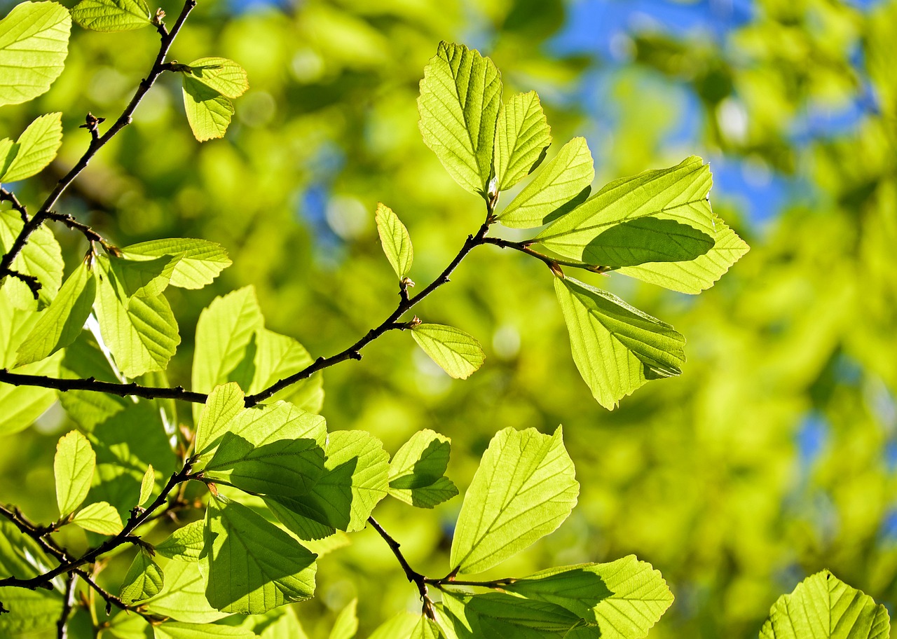 oak tree deciduous tree leaves parrotia persica bright green light green leaves structure spring nature summer branches tree tree tree tree tree leaves leaves leaves green green spring spring spring spring