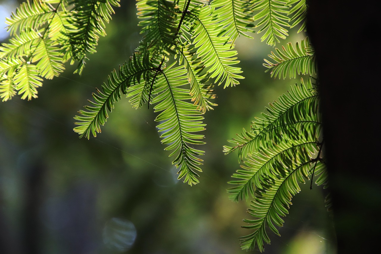 dawn redwood  leaves  foliage  branches  flora  botany  forest  nature  plant  growth  dawn redwood  dawn redwood  dawn redwood  dawn redwood  dawn redwood  forest