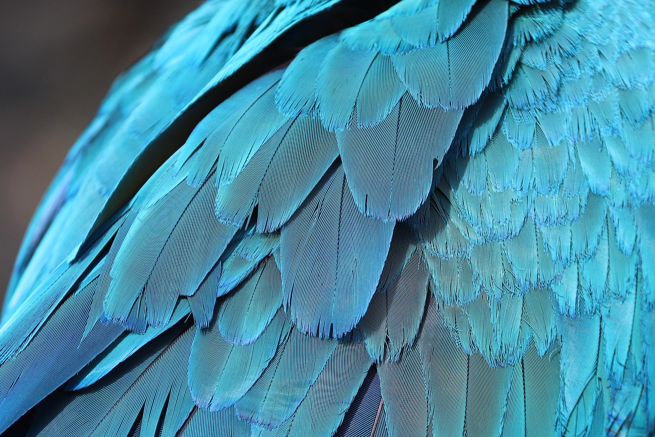 parrot feathers feathers plumage bird nature ornithology parrot era bird dress