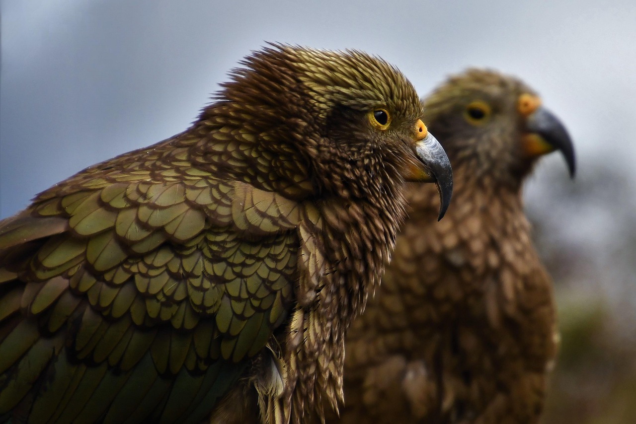 bird animal mountain parrot wildlife plumage nature birdwatching new zealand south island kea kea parrot parrot new zealand new zealand new zealand new zealand new zealand parrot
