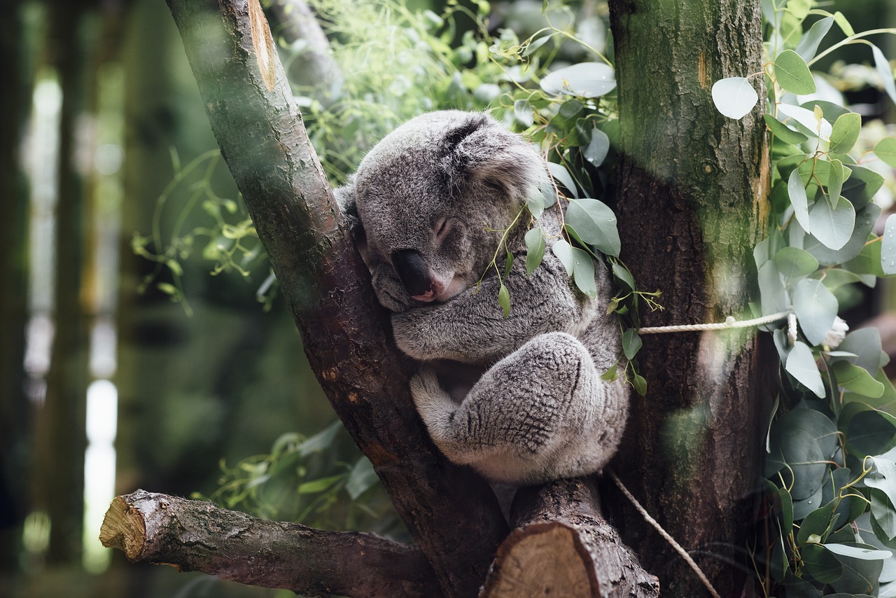 animals mammals koala furry fluffy adorable cute sleeping nature squeeze tree branches trunk leaves