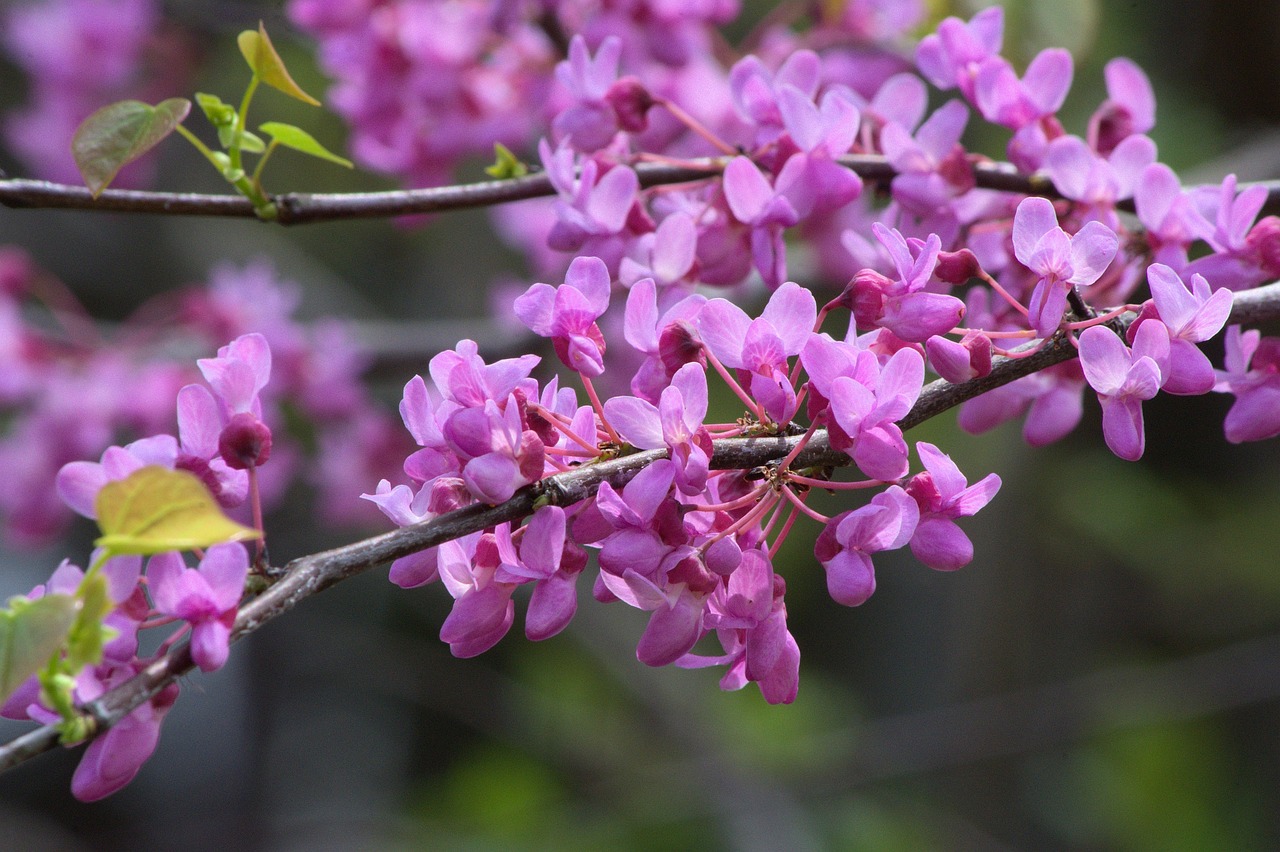 arkansas redbud blossoms  redbud  tree  flowers  blossoms  arkansas  nature  bloom  plants  macros  spring  pink  flower background  flower wallpaper  purple  branch  blooming  deciduous  cercis  beautiful flowers  canadensis  buds  magenta  spicewood  understory  eastern  ornamental