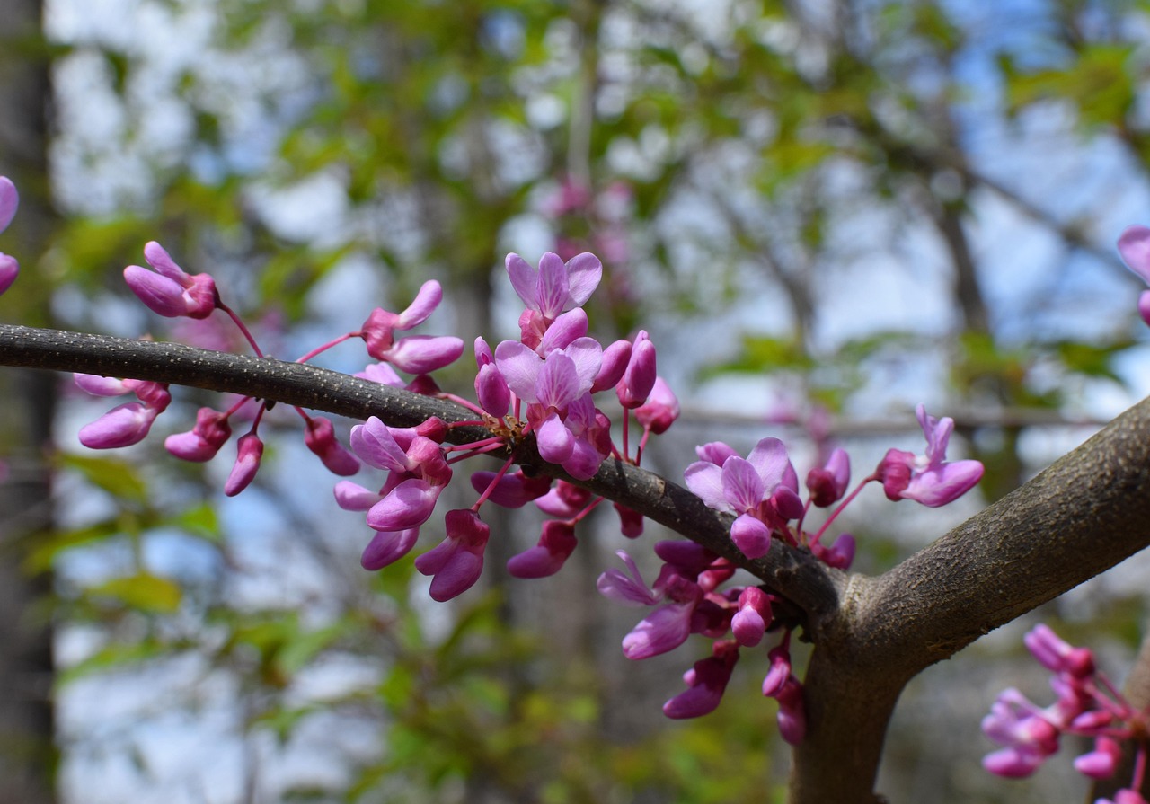 redbud flower tree beautiful flowers plant bloom pink flower wallpaper colorful spring nature flower background eastern
