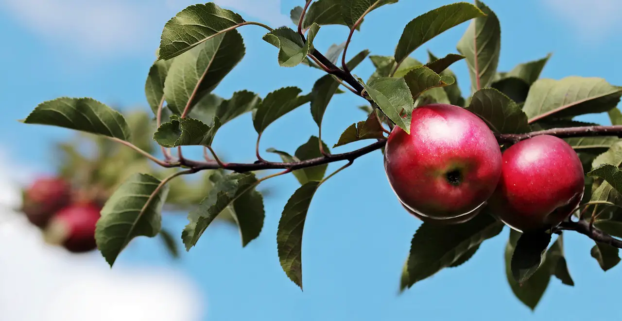 apples  apple tree  fruits  orchard  ripe  apples  apples  apples  apples  apples  apple tree  apple tree  apple tree  apple tree  fruits