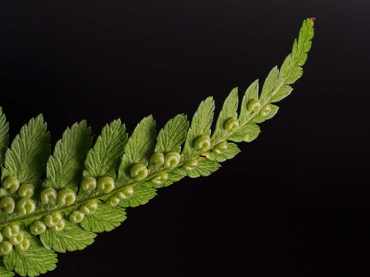 fern  worm fern  fern fronds  close up  fern plant  green plant  spores  fern  fern  fern  fern  fern
