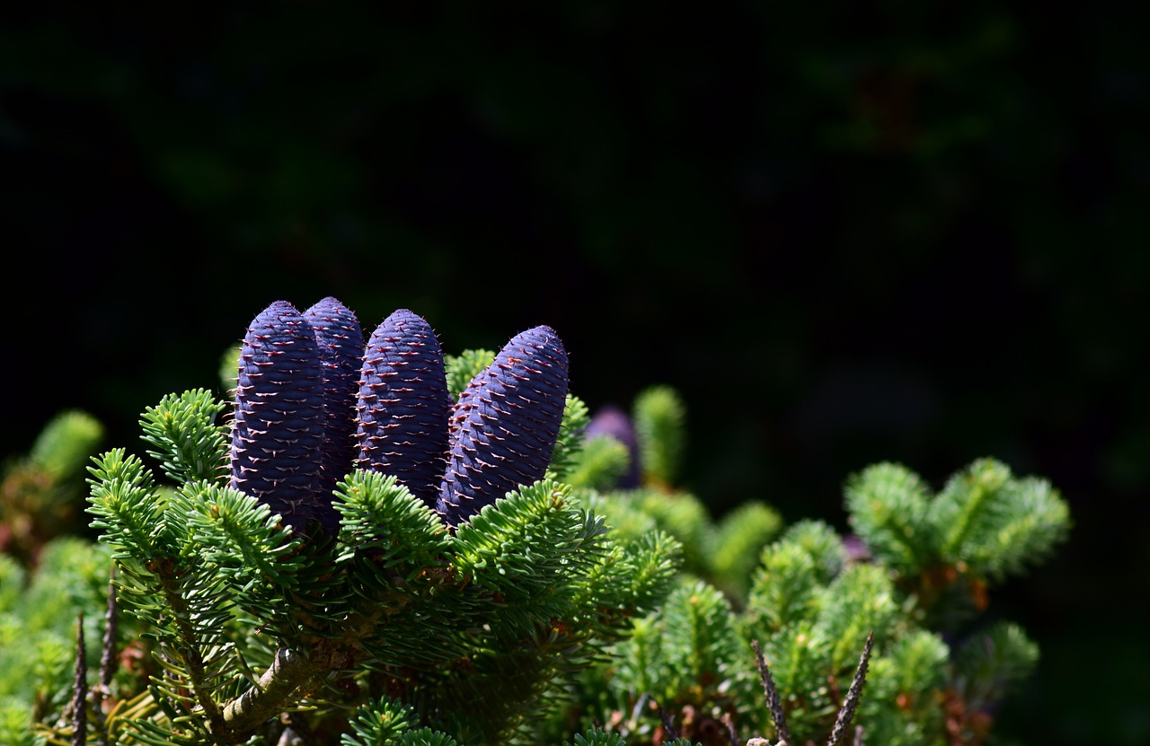 tree  spruce  bowling  pinecone  jaw  conifer  needle  fir tree  plant  needles  nature  tap  branch  forest  growth  photo  isolated  spruce  photo  photo  photo  photo  photo