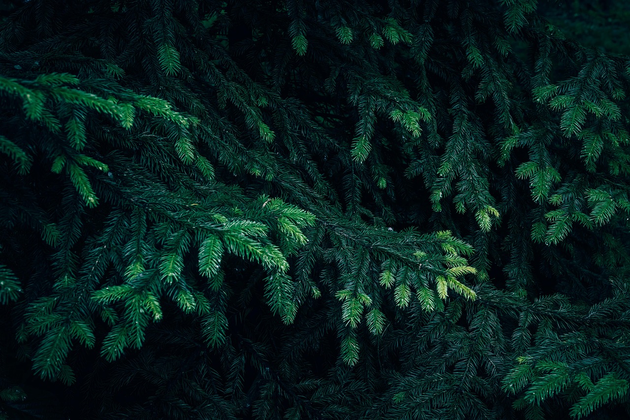 branches hd wallpaper tree free wallpaper windows wallpaper close up mac wallpaper conifer coniferous wallpaper 4k desktop backgrounds coniferous tree conifer tree cool backgrounds dark laptop wallpaper 4k wallpaper full hd wallpaper evergreen evergreen tree fir floral background fir tree forest free background 4k wallpaper 1920x1080 fresh green wallpaper hd growth nature pattern beautiful wallpaper plant background