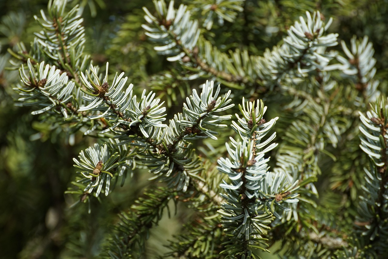 conifer pine needles spruce nature close up macro fir