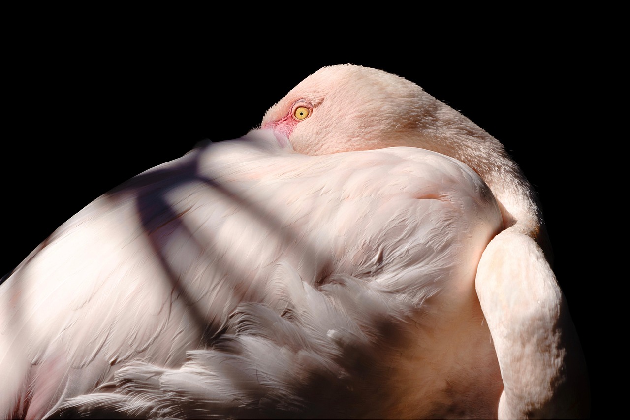 flamingo bird animal pink plumage feathers nature flamingo flamingo flamingo bird bird animal animal animal animal pink feathers nature nature nature nature nature