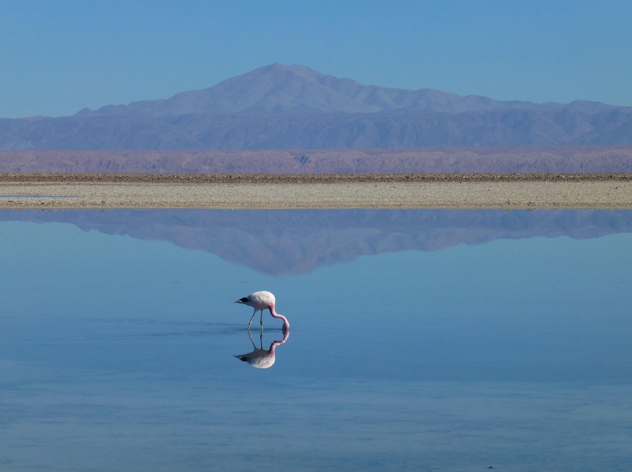 flamingo bird lake desert nature mountain water