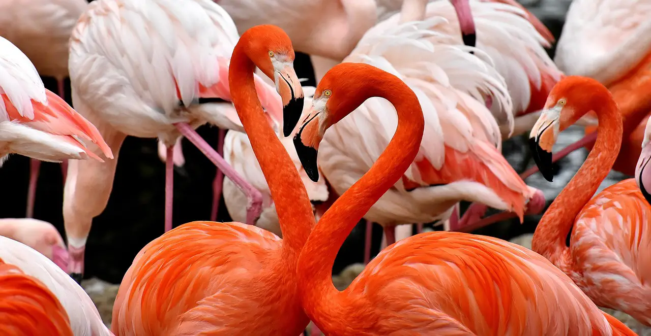 flamingo nature bird multicoloured colorful feathers proudly tierpark hellabrunn
