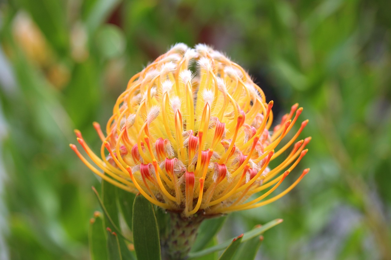 firewheel pincushion pincushion protea beautiful flowers leucospermum flower flower wallpaper red orange two-tone plant flower background hybrid garden nature