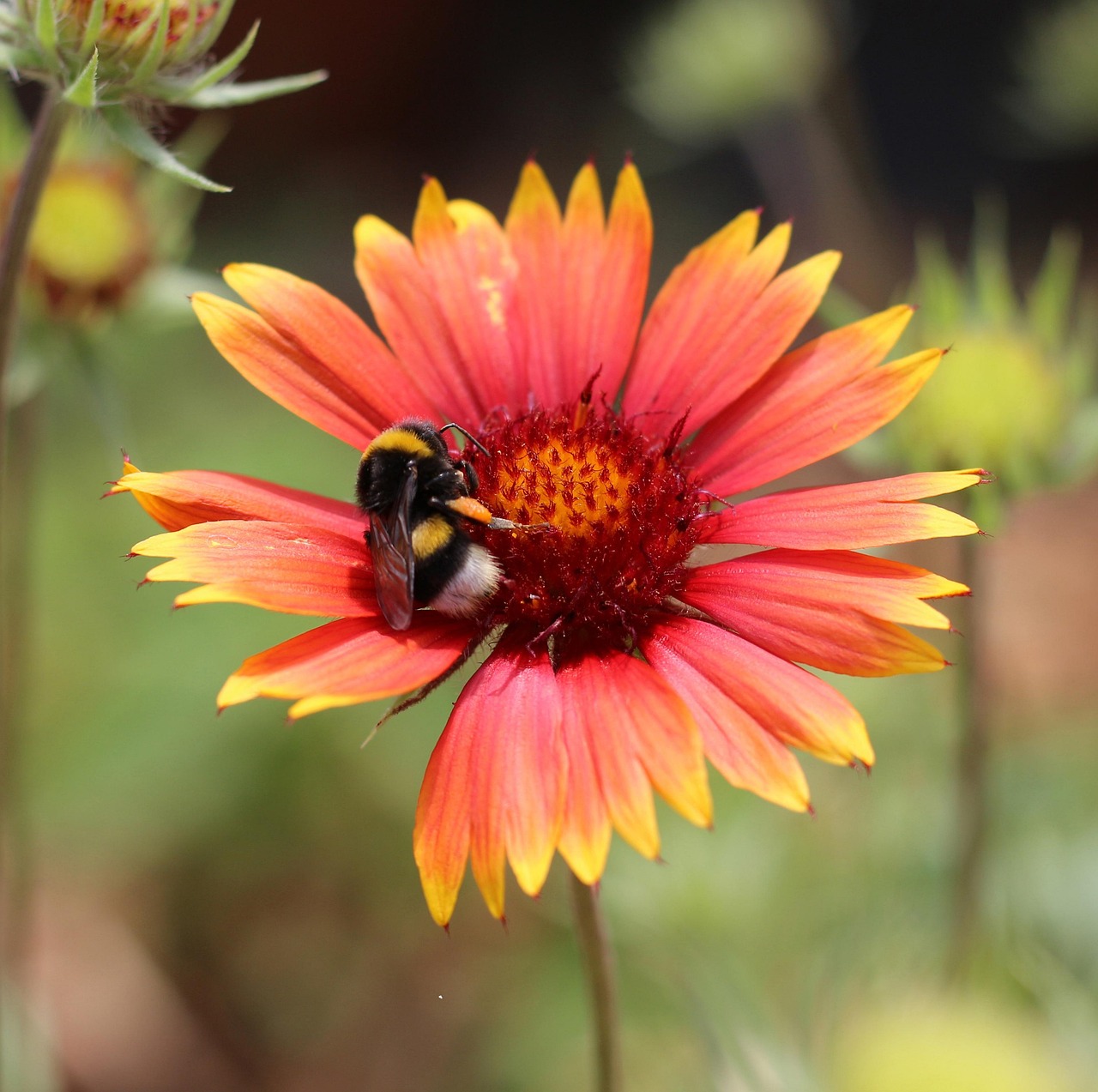 firewheel blanket flower colorful gaillardia beautiful flowers flower flower wallpaper plant yellow nature flower background pollen insect bumblebee cute