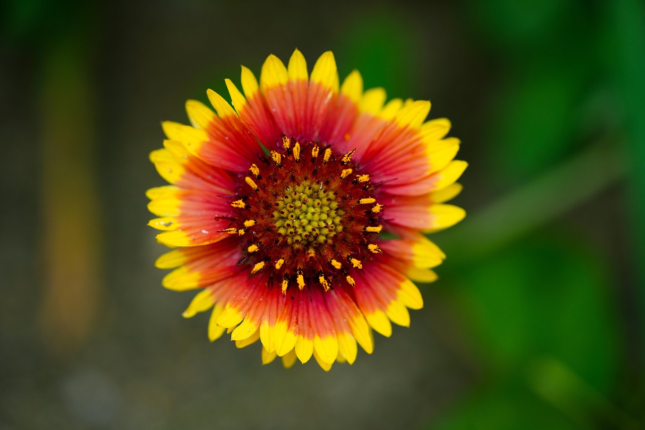 flower firewheel indian blanket flower background wildflower flower wallpaper republic of korea plant nature beautiful flowers flora south korea gaillardia pulchella