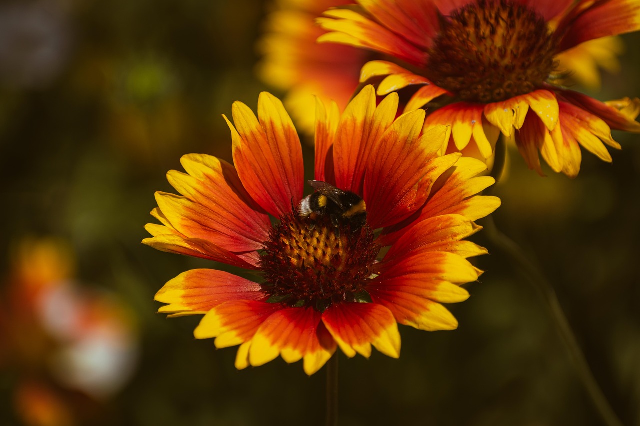 indian blanket bee flowers firewheel gaillardia pulchella bloom botany flora macro beautiful flowers flower background nature flower wallpaper plants wildflowers garden