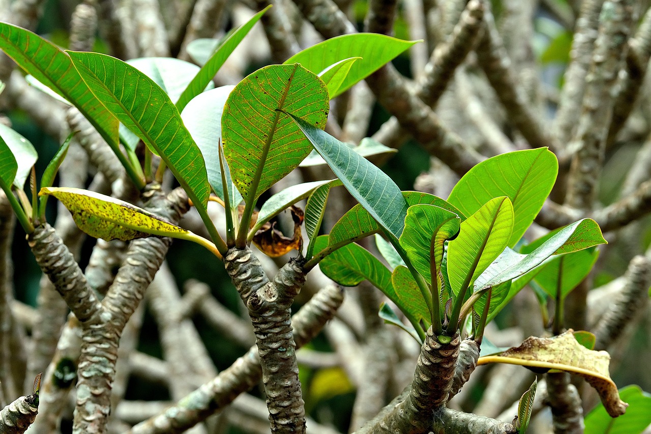 frangipani leaves plant tree nature