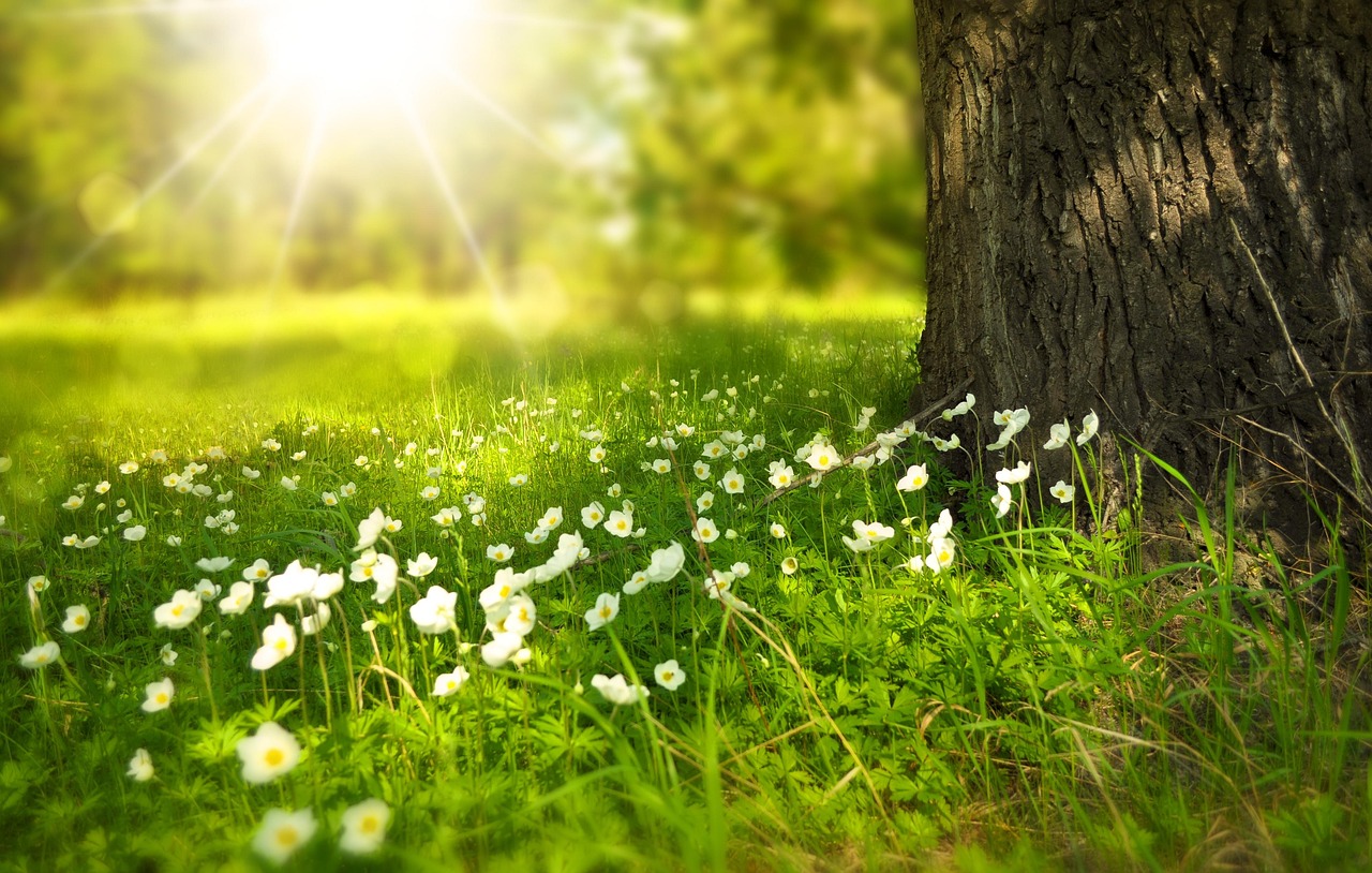flowers meadow sunlight summer light rays beams wildlflowers flower background bloom beautiful flowers blossom flower wallpaper white flowers wild grass nature