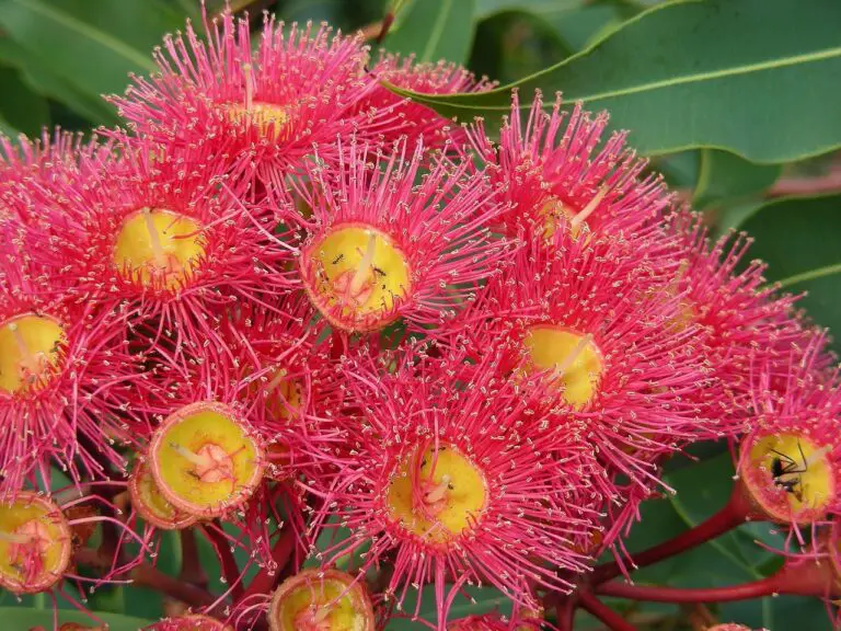 Gum Tree Growth Rate for Australian Landscapes and Forests